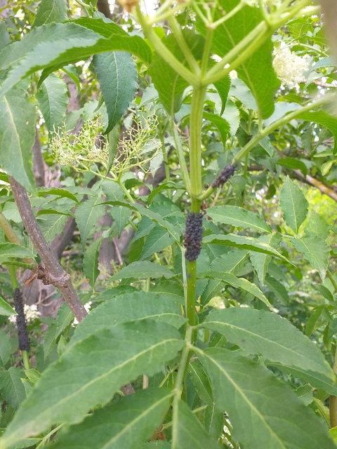 Aphis sambuci