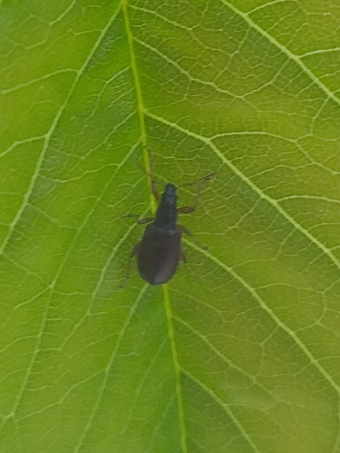 Phyllobius oblongus - közönséges levélormányos