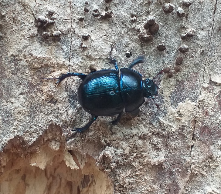 Anoplotrupes stercorosus - erdei álganéjtúró