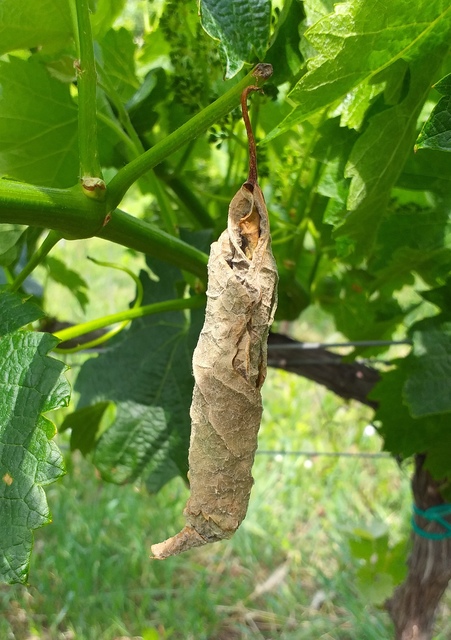 Byctiscus betulae - szőlő-levélsodró