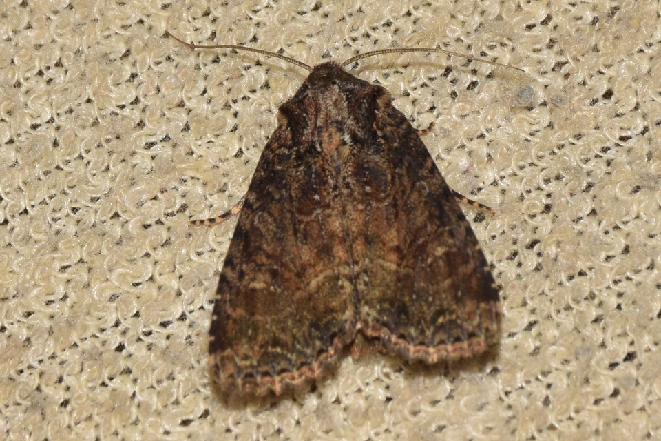 Apamea remissa - erdei dudvabagoly