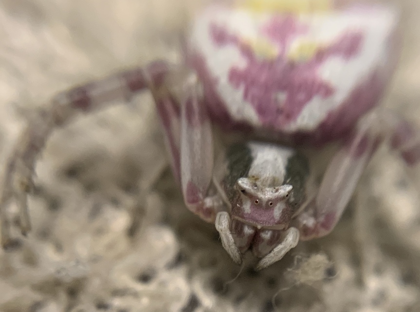 Thomisus onustus - fehér karolópók