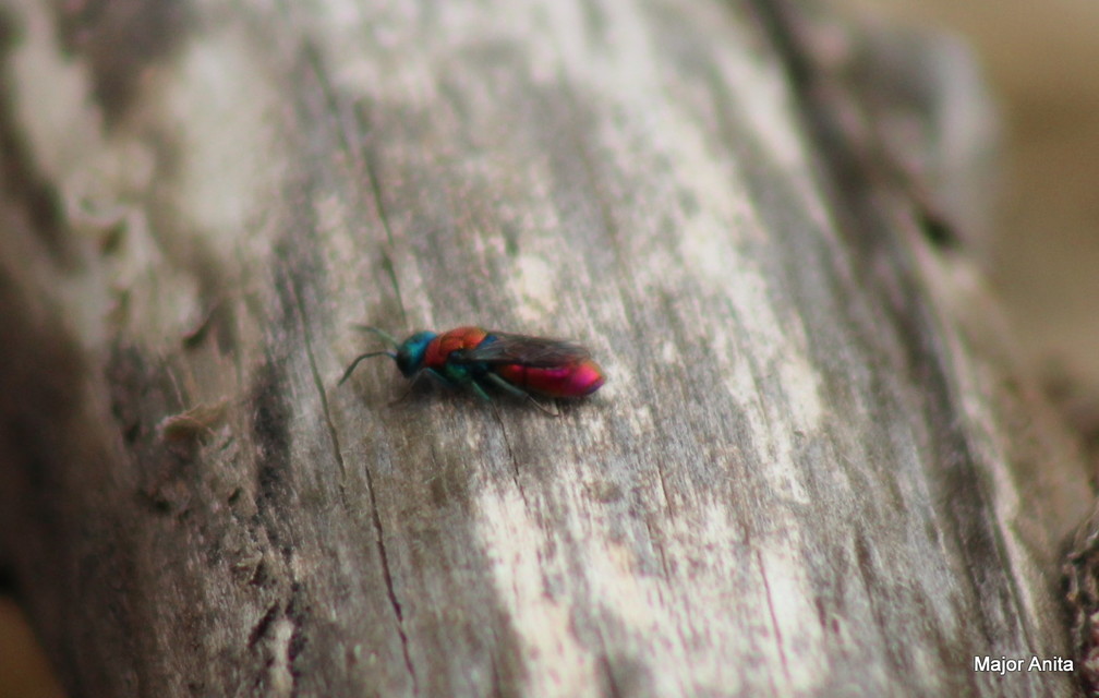 Chrysididae - fémdarazsak