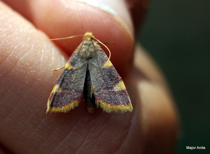 Hypsopygia costalis - szénailonca