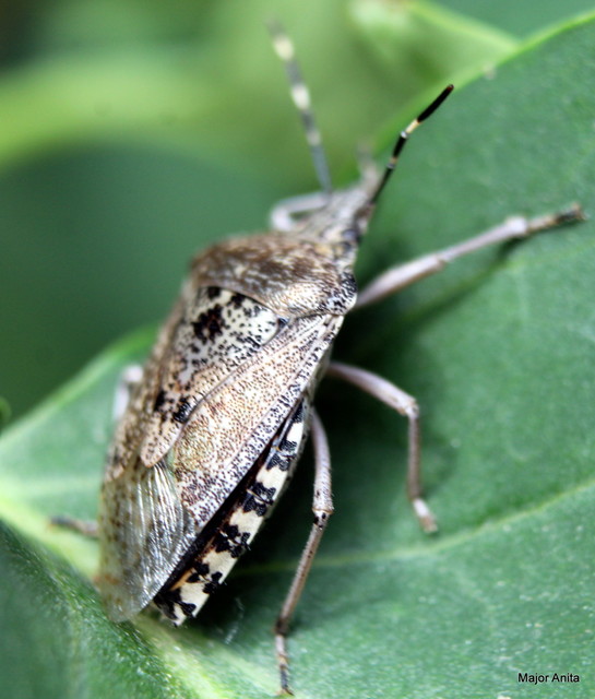 Rhaphigaster nebulosa - bencepoloska