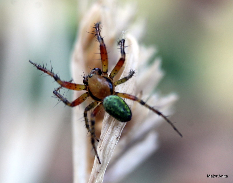 Araniella