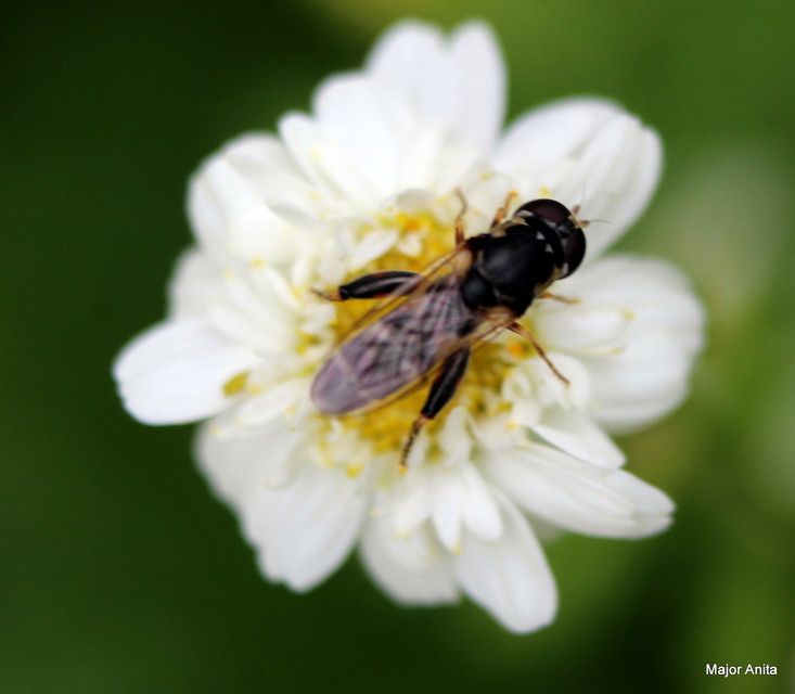 Syritta pipiens - zizegő comboslégy