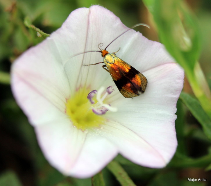 Nemophora