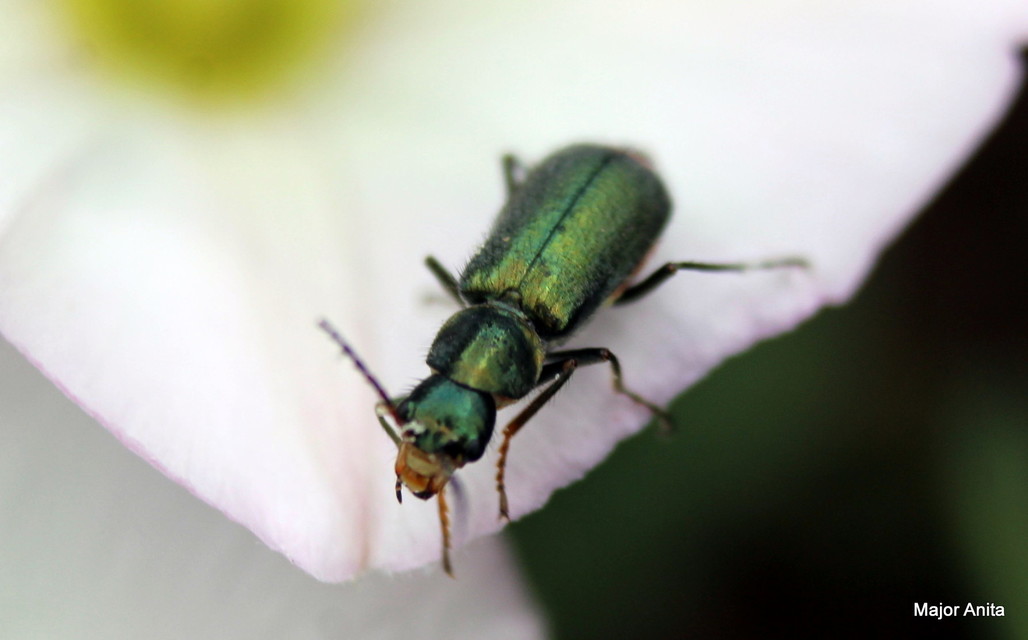 Clanoptilus
