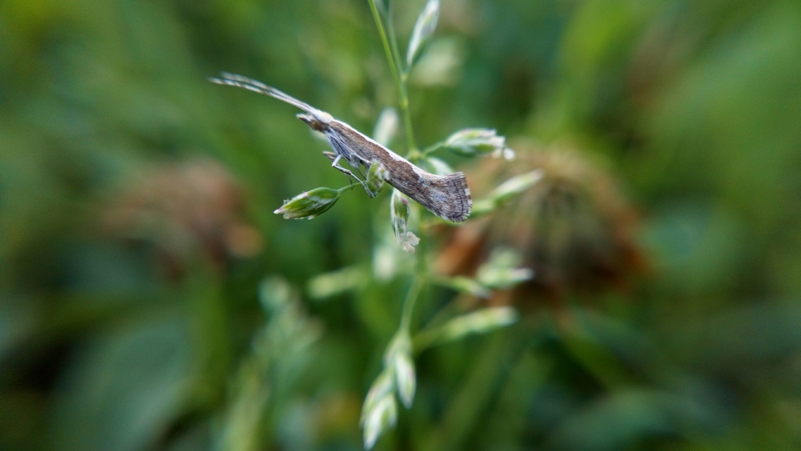 Plutella xylostella - káposztamoly