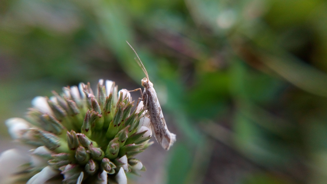 Plutella xylostella - káposztamoly