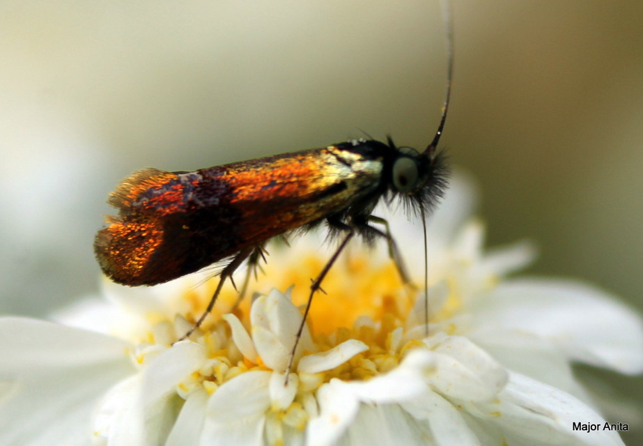 Nemophora