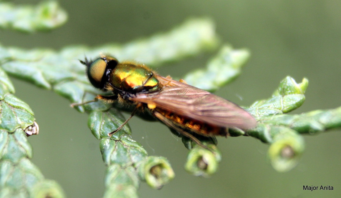 Chloromyia