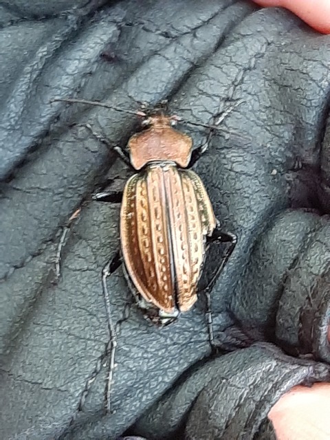 Carabus cancellatus - ragyás futrinka