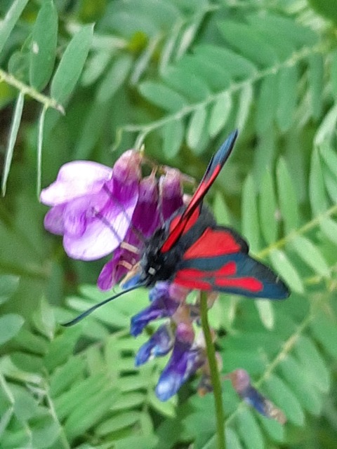 Zygaena osterodensis - ördögszem-csüngőlepke