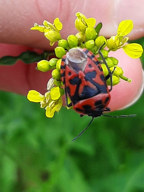 Eurydema ventralis - káposztapoloska