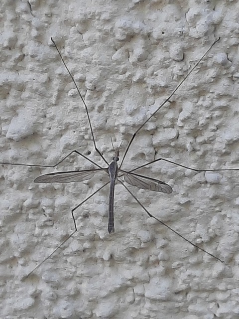 Tipula