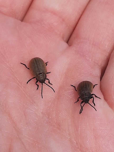 Galeruca pomonae - barna olajosbogár