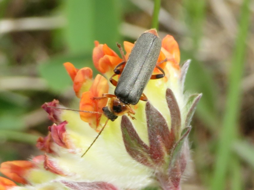 Cantharis nigricans - feketéllő lágybogár