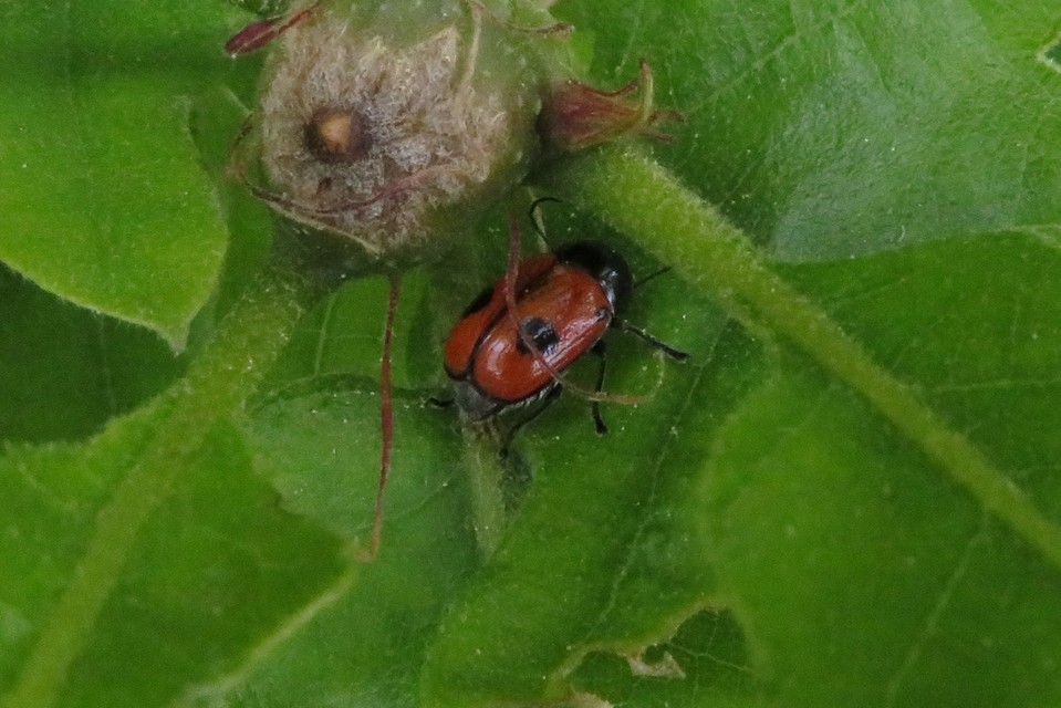 Cryptocephalus bipunctatus - kétpettyes zömökbogár