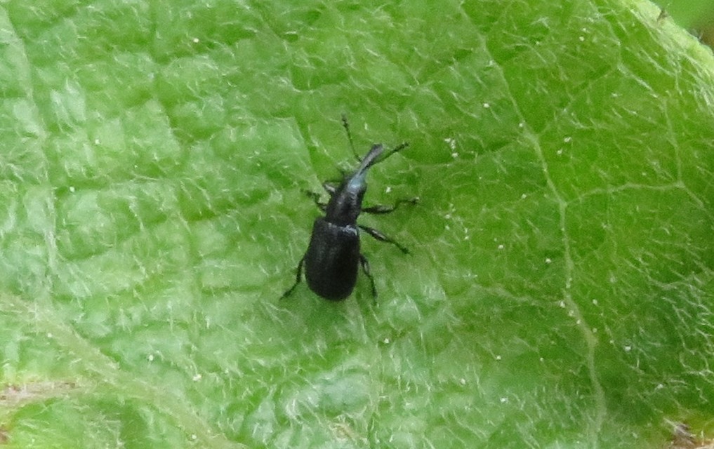 Temnocerus