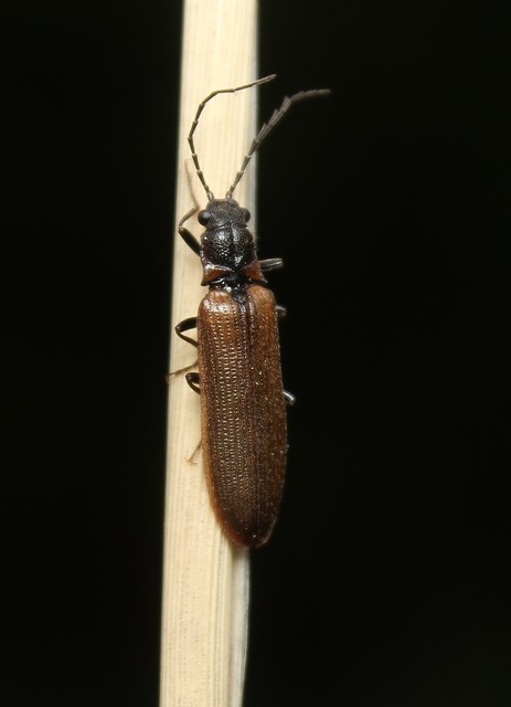 Denticollis linearis - dülledtszemű pattanó