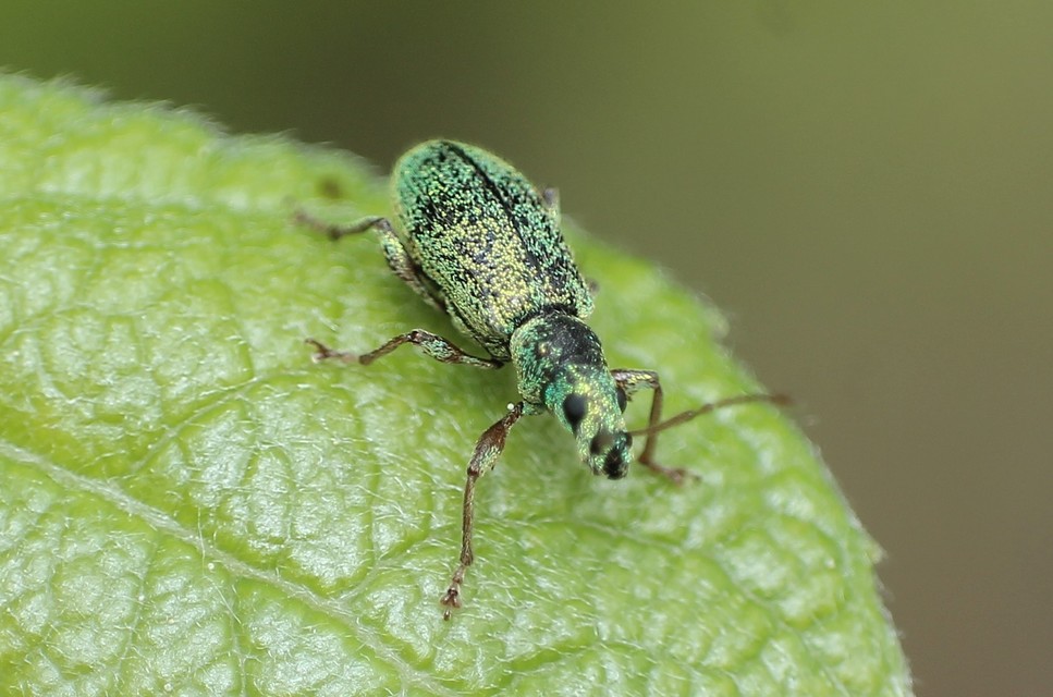 Phyllobius argentatus - ezüstös levélormányos
