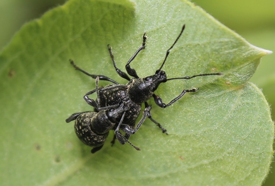 Otiorhynchus multipunctatus - sokpontos gyalogormányos