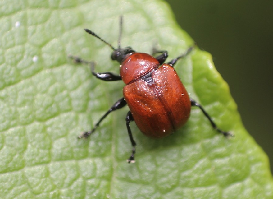 Attelabus nitens - tölgy-levélsodró