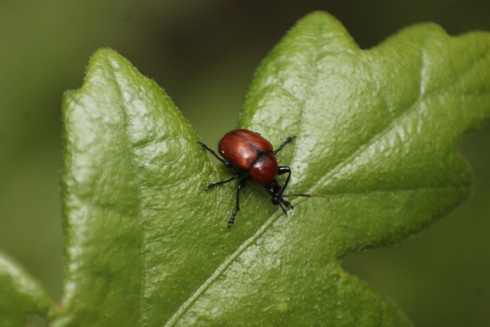 Attelabus nitens - tölgy-levélsodró