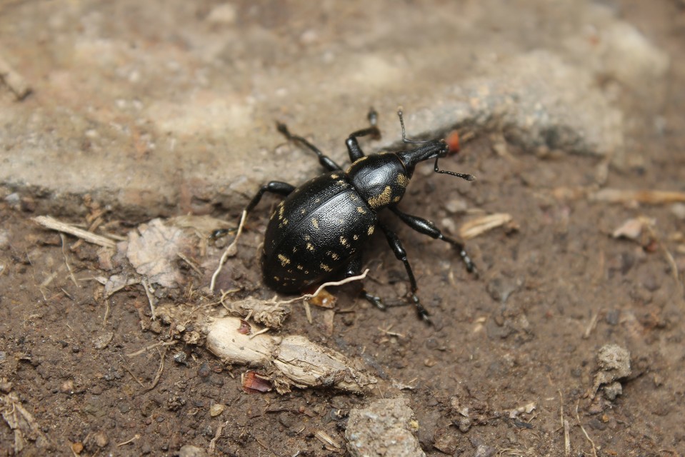 Liparus glabrirostris - közönséges acsalapuormányos