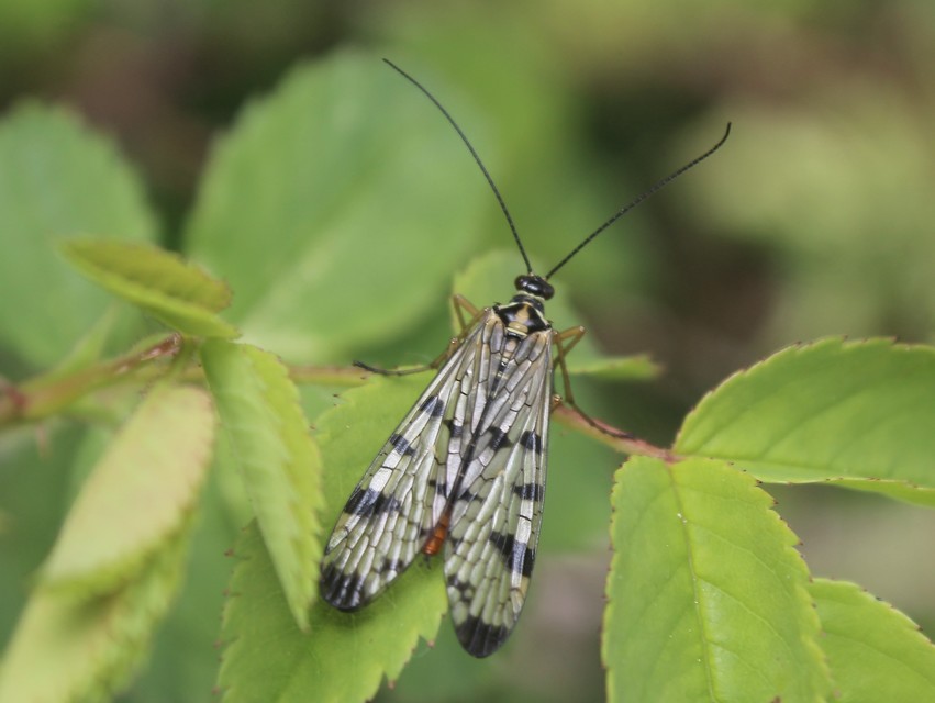 Panorpa hybrida