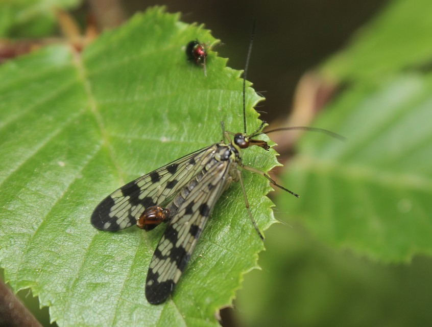 Panorpa vulgaris