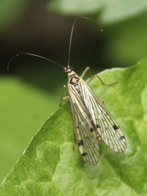 Panorpa alpina