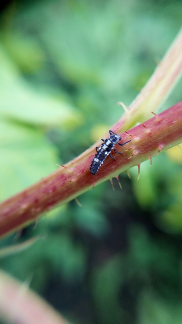 Propylea quatuordecimpunctata - tizennégypettyes füsskata