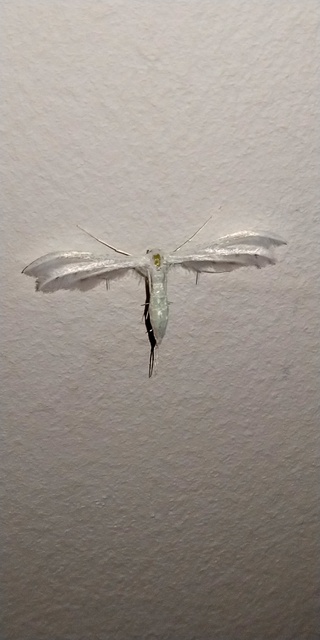 Pterophorus pentadactyla - fehér tollasmoly