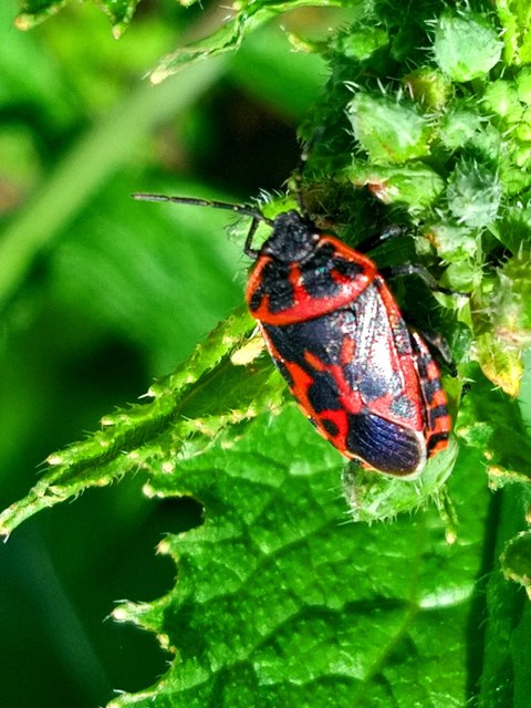 Eurydema ventralis - káposztapoloska