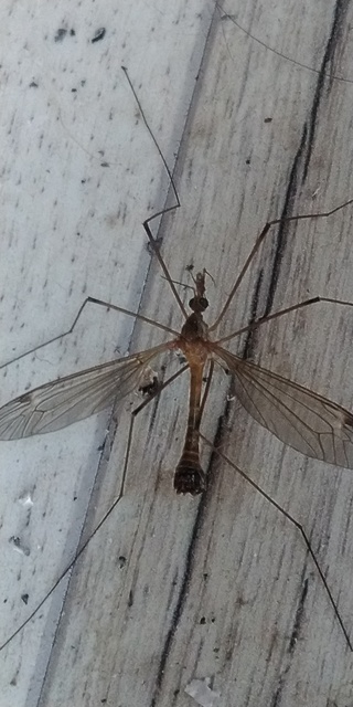 Tipula