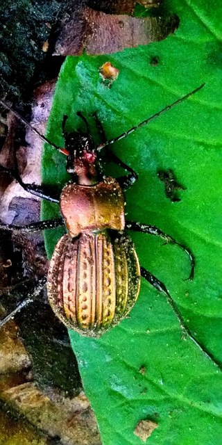 Carabus ulrichii - rezes futrinka Carabus ulrichii - rezes futrinka