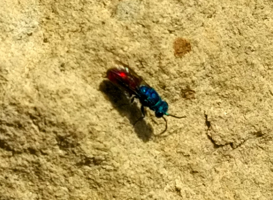 Chrysis