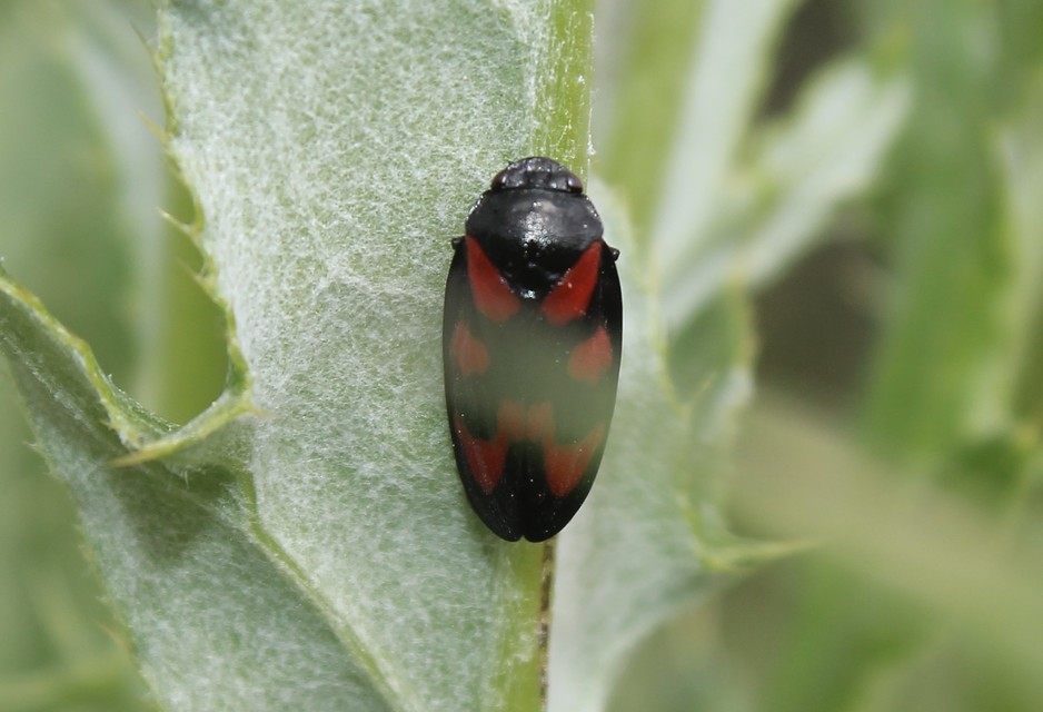 Cercopis vulnerata