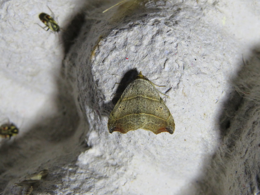 Laspeyria flexula - zuzmóbagoly