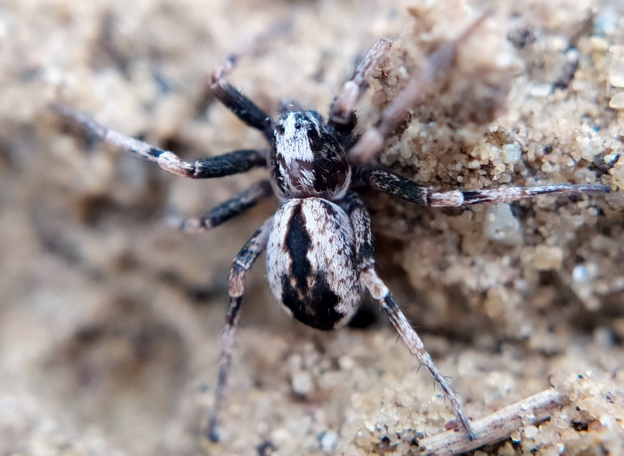 Thanatus sabulosus
