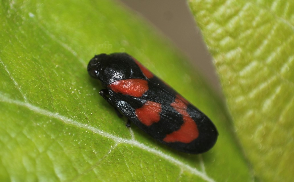 Cercopis vulnerata