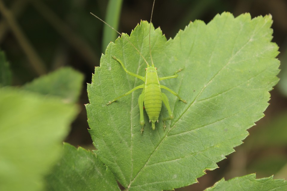 Isophya kraussii - erdei tarsza
