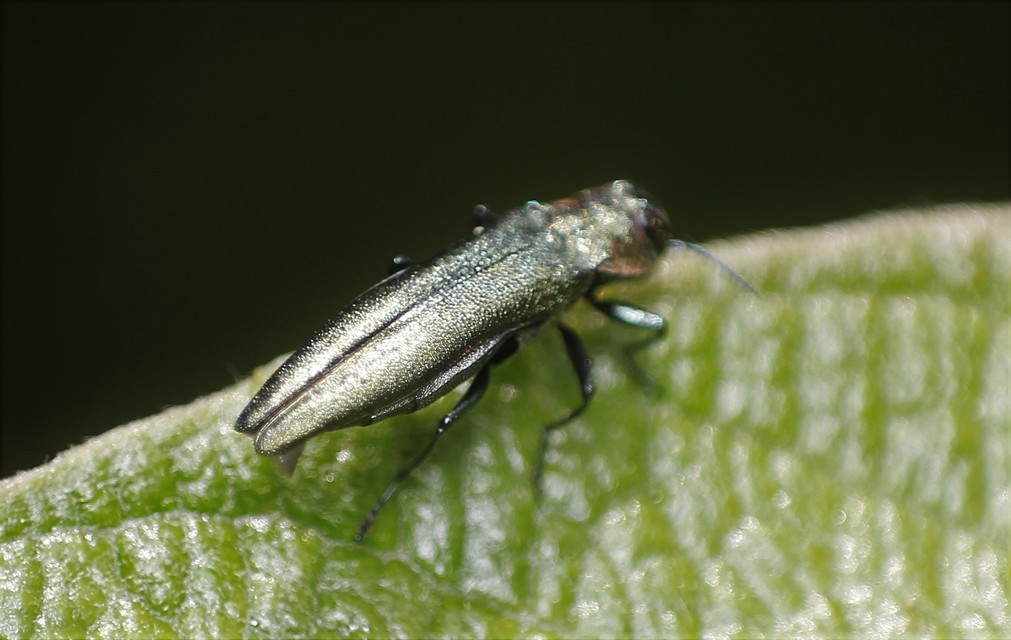 Agrilus