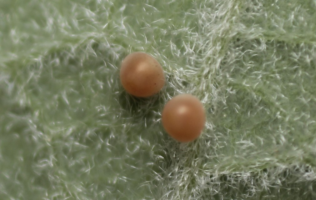 Clostera pigra - apró levélszövő