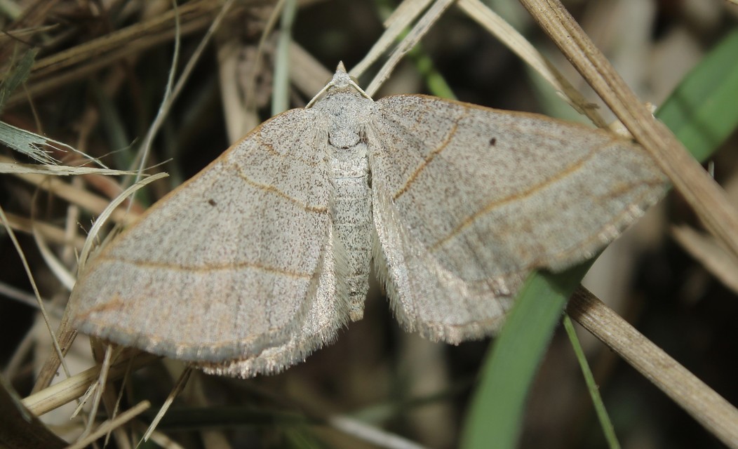Scotopteryx mucronata/luridata/ignorata