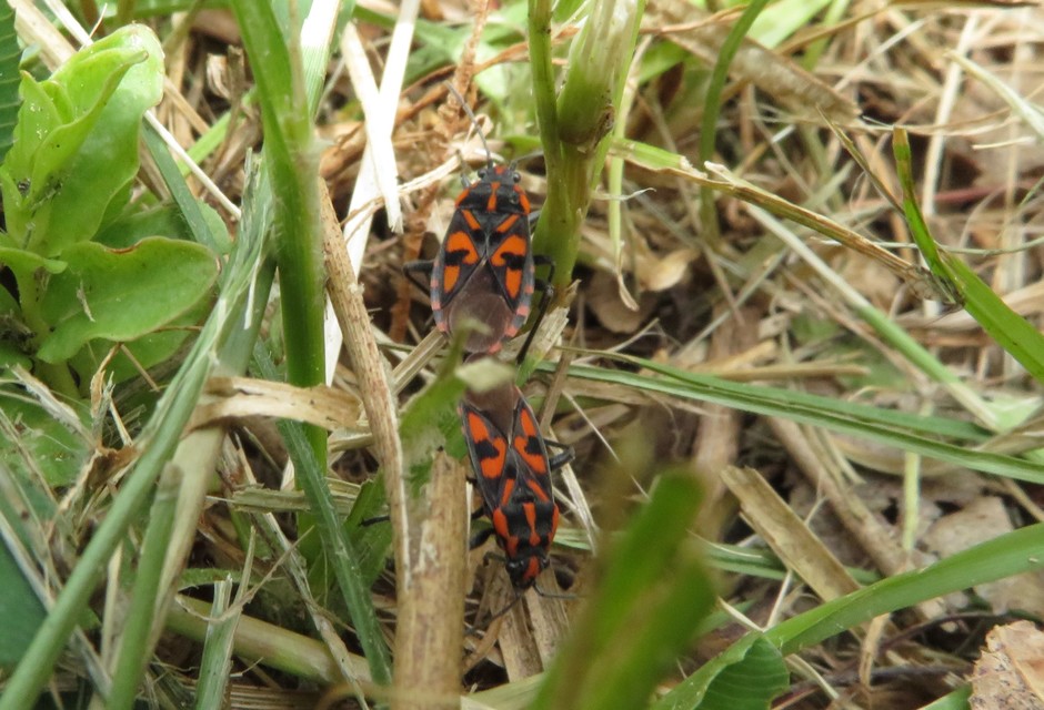 Spilostethus saxatilis - virágbodobács