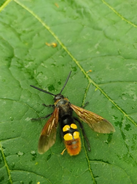 Megascolia maculata - óriás-tőrösdarázs